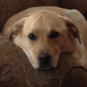 Meet your Posher, Lois